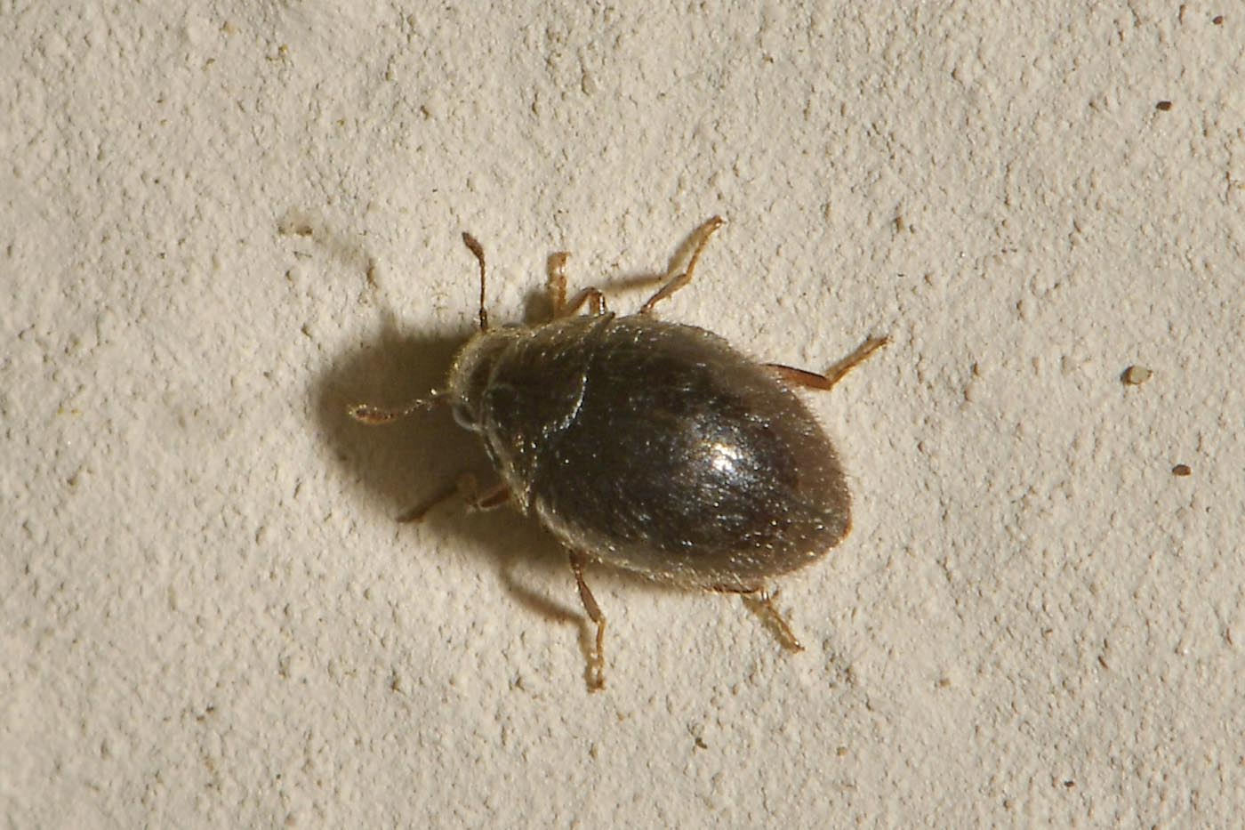 Byrrhidae: Simplocaria sp? S, S. semistriata